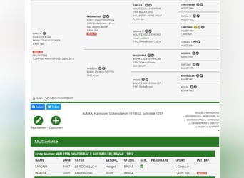 Bayerisches Warmblut, Stute, 16 Jahre, 173 cm, Brauner