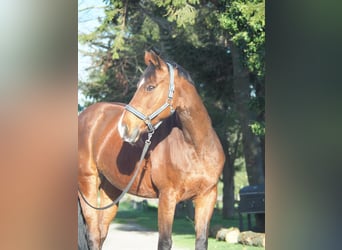 Bayerisches Warmblut, Stute, 17 Jahre, 161 cm, Brauner