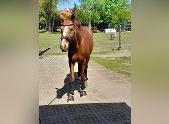 Bayerisches Warmblut, Stute, 17 Jahre, 163 cm, Fuchs