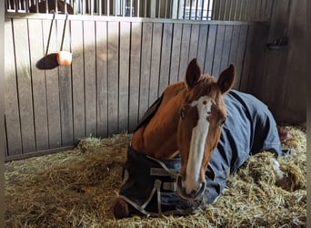 Bayerisches Warmblut, Stute, 17 Jahre, 164 cm, Fuchs