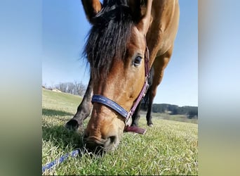 Bayerisches Warmblut, Stute, 17 Jahre, 166 cm, Brauner