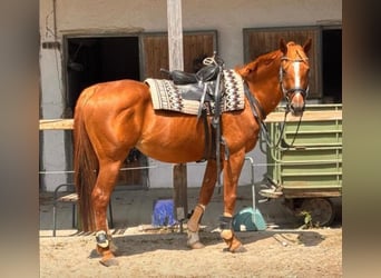Bayerisches Warmblut, Stute, 17 Jahre, 168 cm, Fuchs