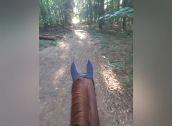 Bayerisches Warmblut, Stute, 17 Jahre, 168 cm, Fuchs