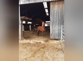 Bayerisches Warmblut, Stute, 17 Jahre, 168 cm, Fuchs