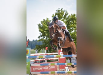 Bayerisches Warmblut, Stute, 17 Jahre, 172 cm, Dunkelbrauner