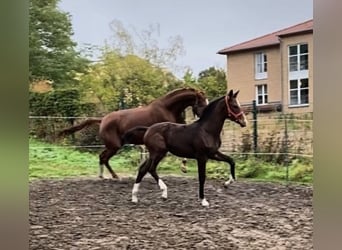 Bayerisches Warmblut, Stute, 17 Jahre, 178 cm, Fuchs