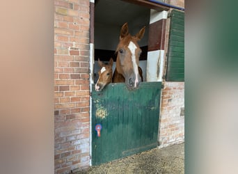 Bayerisches Warmblut, Stute, 17 Jahre, 178 cm, Fuchs