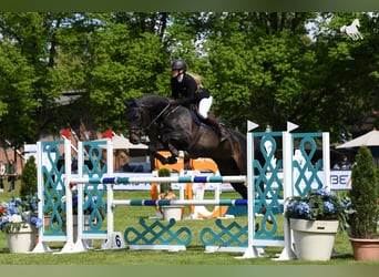 Bayerisches Warmblut, Stute, 18 Jahre, 168 cm, Schwarzbrauner