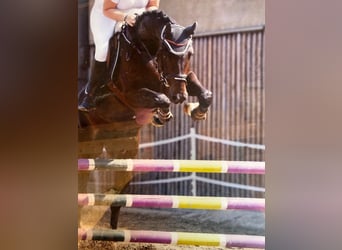 Bayerisches Warmblut, Stute, 18 Jahre, 168 cm, Schwarzbrauner