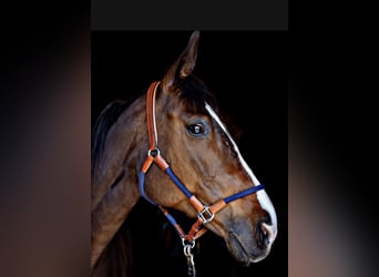 Bayerisches Warmblut, Stute, 18 Jahre, 170 cm, Brauner
