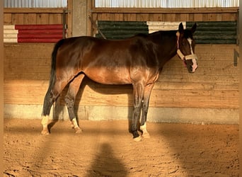 Bayerisches Warmblut, Stute, 18 Jahre, 170 cm, Brauner