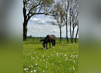 Bayerisches Warmblut, Stute, 18 Jahre, 170 cm, Brauner