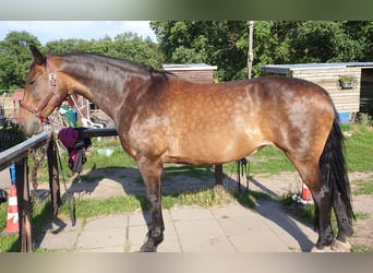 Bayerisches Warmblut Mix, Stute, 18 Jahre, 172 cm, Dunkelbrauner