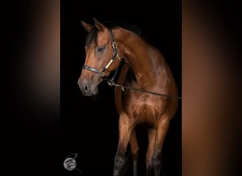 Bayerisches Warmblut, Stute, 18 Jahre, 174 cm, Dunkelbrauner