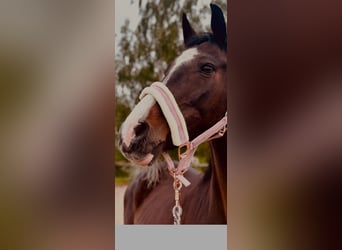 Bayerisches Warmblut, Stute, 19 Jahre, 155 cm, Rappe