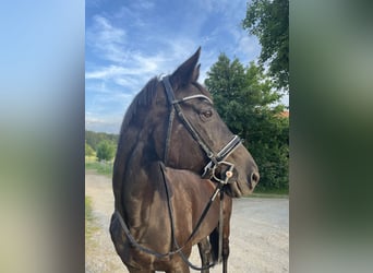 Bayerisches Warmblut, Stute, 19 Jahre, 162 cm, Dunkelbrauner