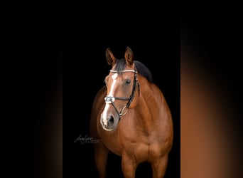 Bayerisches Warmblut, Stute, 19 Jahre, 165 cm, Brauner