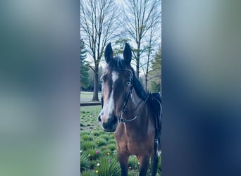 Bayerisches Warmblut, Stute, 19 Jahre, 170 cm, Brauner