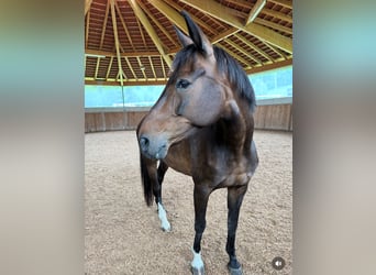 Bayerisches Warmblut, Stute, 19 Jahre, 170 cm