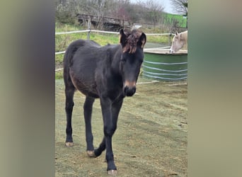 Bayerisches Warmblut Mix, Stute, 1 Jahr, 160 cm, Kann Schimmel werden