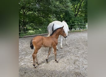 Bayerisches Warmblut, Stute, 1 Jahr, 170 cm, Dunkelbrauner