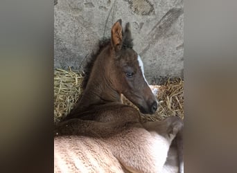 Bayerisches Warmblut, Stute, 1 Jahr, Dunkelbrauner