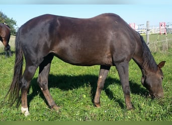 Bayerisches Warmblut, Stute, 20 Jahre, 164 cm, Dunkelfuchs