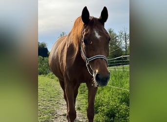 Bayerisches Warmblut, Stute, 20 Jahre, 166 cm, Fuchs