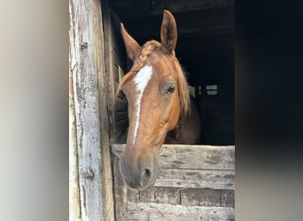 Bayerisches Warmblut, Stute, 21 Jahre, 159 cm, Fuchs