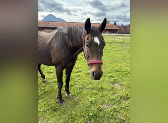 Bayerisches Warmblut, Stute, 22 Jahre, 158 cm, Dunkelbrauner