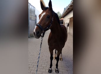 Bayerisches Warmblut, Stute, 22 Jahre, 170 cm, Brauner