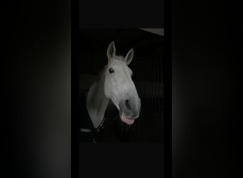 Bayerisches Warmblut, Stute, 22 Jahre