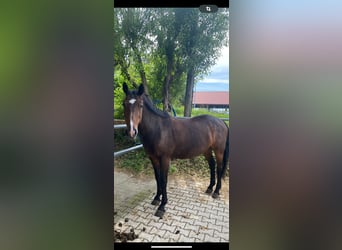 Bayerisches Warmblut, Stute, 23 Jahre, 169 cm, Dunkelbrauner