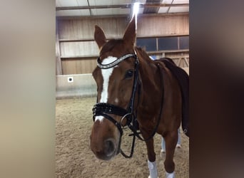 Bayerisches Warmblut, Stute, 26 Jahre, 170 cm, Fuchs