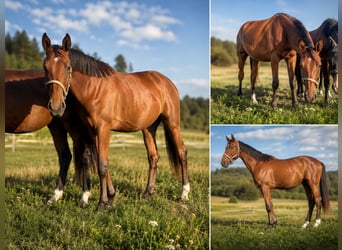 Bayerisches Warmblut, Stute, 2 Jahre, 165 cm, Brauner