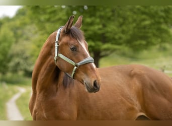 Bayerisches Warmblut Mix, Stute, 2 Jahre, 170 cm, Brauner