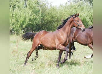 Bayerisches Warmblut, Stute, 2 Jahre, 172 cm, Brauner