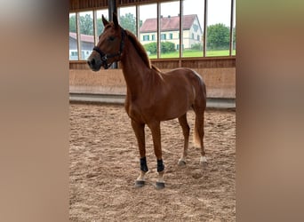 Bayerisches Warmblut, Stute, 3 Jahre, 165 cm, Fuchs