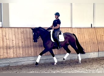 Bayerisches Warmblut, Stute, 3 Jahre, 167 cm, Brauner