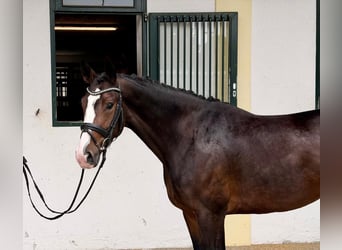 Bayerisches Warmblut, Stute, 3 Jahre, 167 cm, Brauner