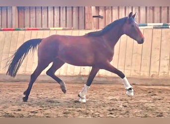Bayerisches Warmblut, Stute, 3 Jahre, 169 cm, Brauner
