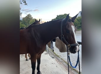 Bayerisches Warmblut, Stute, 4 Jahre, 161 cm, Hellbrauner