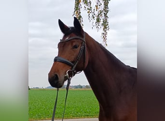 Bayerisches Warmblut, Stute, 4 Jahre, 162 cm, Brauner