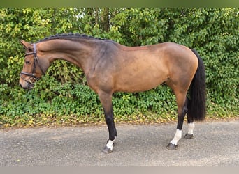 Bayerisches Warmblut, Stute, 4 Jahre, 163 cm, Brauner