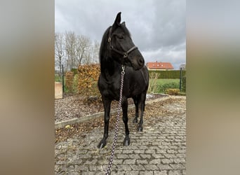 Bayerisches Warmblut, Stute, 4 Jahre, 163 cm, Rappe