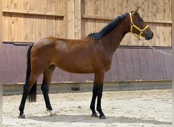 Bayerisches Warmblut, Stute, 4 Jahre, 164 cm, Brauner