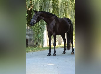 Bayerisches Warmblut, Stute, 4 Jahre, 165 cm, Rappe