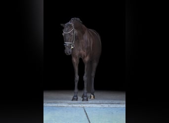 Bayerisches Warmblut, Stute, 4 Jahre, 165 cm, Rappe
