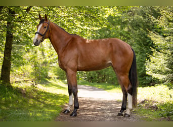 Bayerisches Warmblut, Stute, 4 Jahre, 167 cm, Brauner