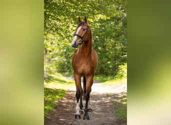 Bayerisches Warmblut, Stute, 4 Jahre, 167 cm, Brauner